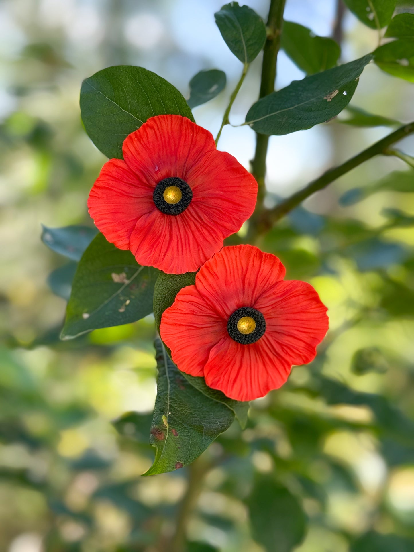 Poppy M