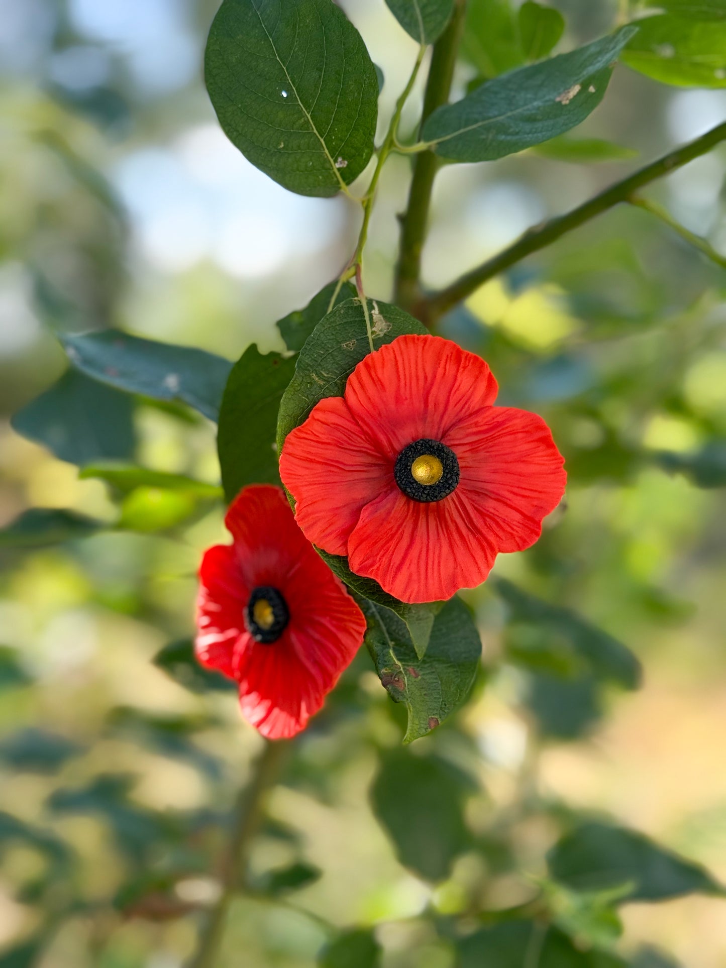 Poppy M