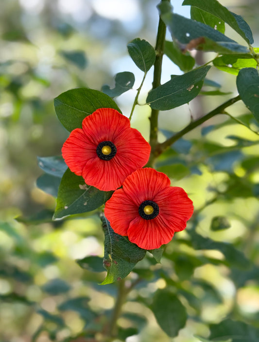 Poppy M